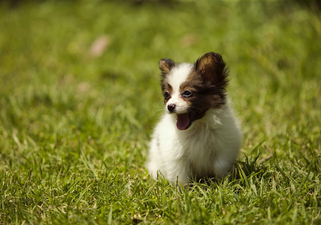 Hermosos Perros