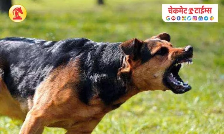 street dog bites four people at  vimannagar - checkmate times