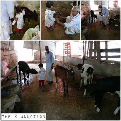 waldorf field trip cowshed kids