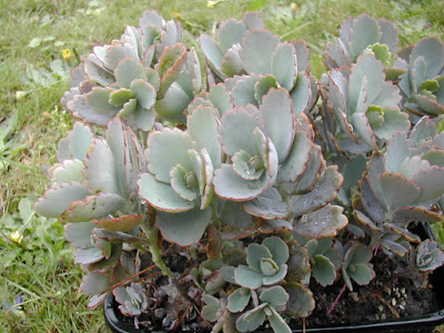 Kalanchoe fedtschenkoi - Lavender Scallops care and culture