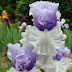 Iris 'Wintry Sky'