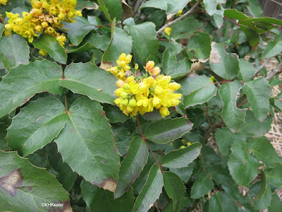 creeping hollygrape, Berberis repens, summer