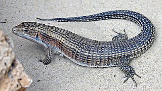 Giant plated lizard