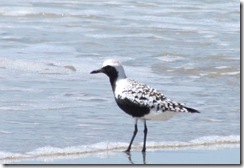 Black-bellied Plover