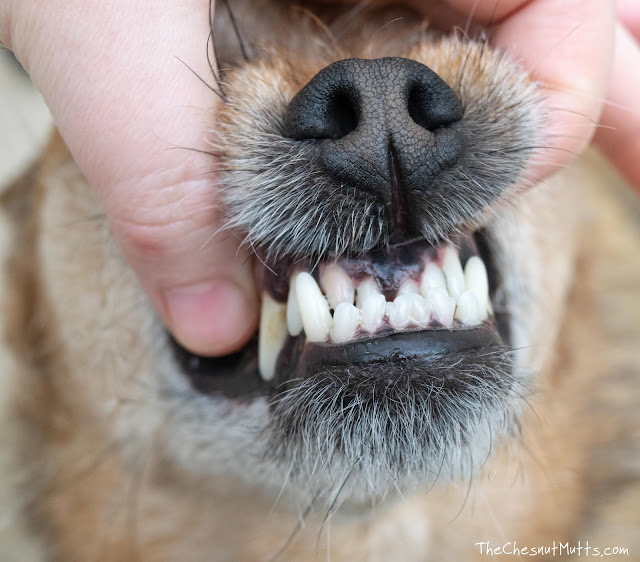 Jada's front teeth