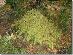 clip_image010