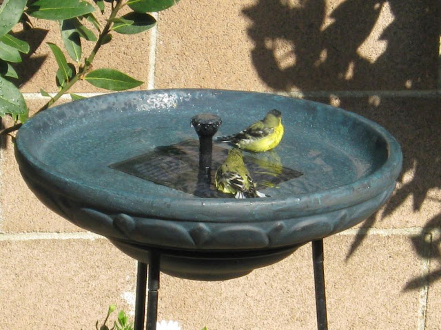 Bird Bathing