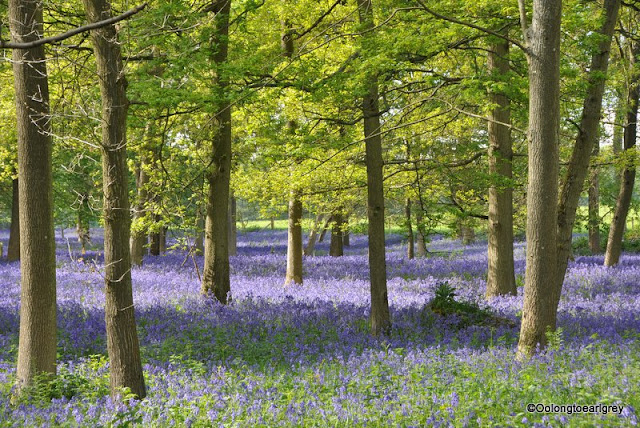 Bluebells