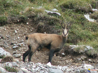 chamois