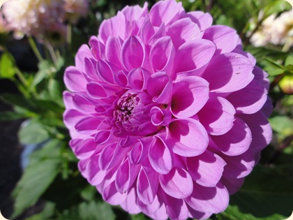 Dahlia