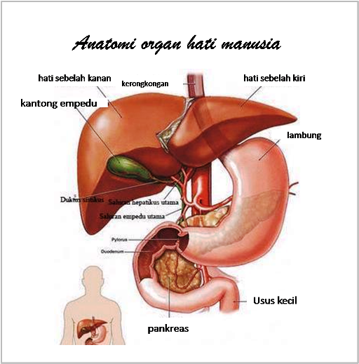 Download 560 Koleksi Gambar Hati Anatomi Terbaru HD