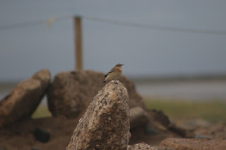 Wheatear