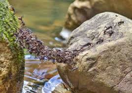 Essas formigas se espalham para todo lado em busca de comida, se existe um buraco ou um obstáculo no caminho elas se juntam formando uma ponte de formigas vivas. Suas presas favoritas são outros insetos (gafanhotos, grilos, baratas, borboletas, etc) ou pequenos vertebrados como sapinhos e se encontram a vítima começam a carnificina. 