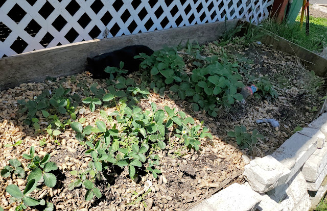 Raised wooden garden bed with strawberry plants growing in it, the soil littered with peanut shells and a black cat sleeping behind the plants in the shade.