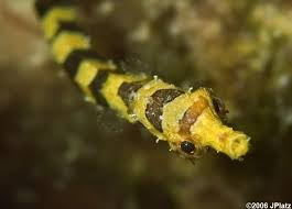 Pipefish