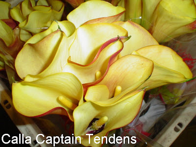 Calla Captain Tendens