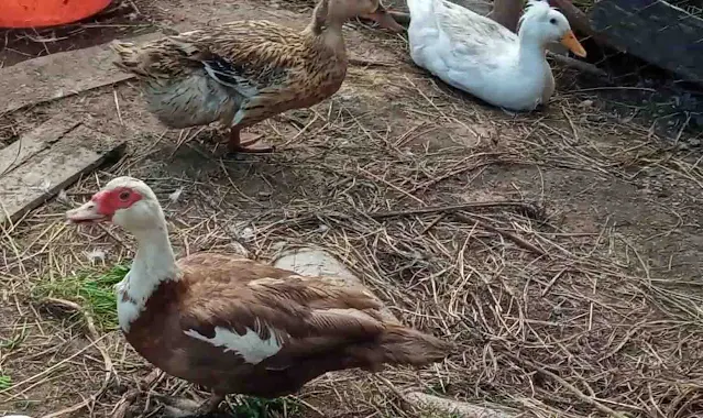 keeping ducks as pets