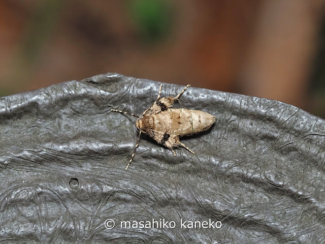 ナミスジフユナミシャク♀