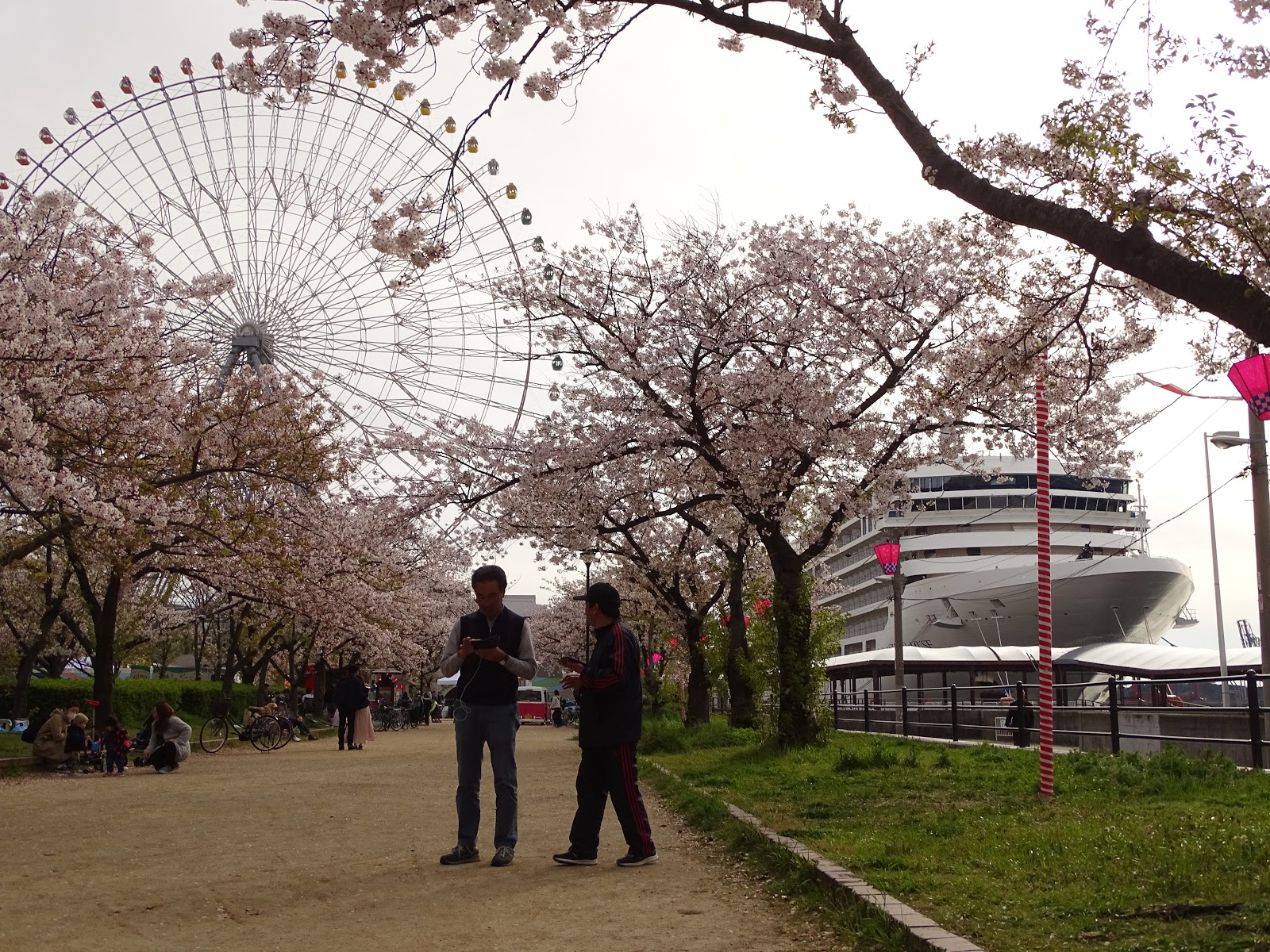 Kansai Culture Temposan Cherry Blossoms