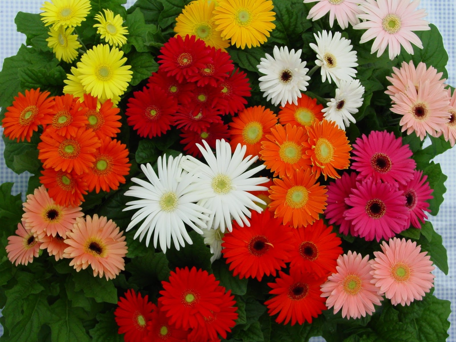 Romantic Flowers Gerbera Daisy Flower