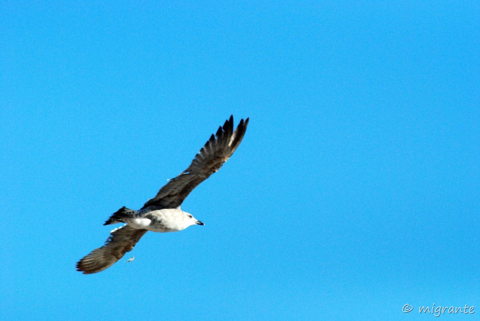 con las alas del alma - palma de mallorca