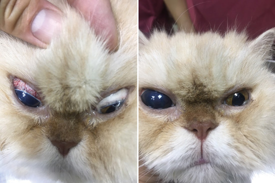 患有青光眼的貓咪，眼珠變得混濁、眼白有血絲，以及牛眼症。