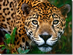 Jaguar_Brasilia