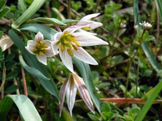 Gambar Bunga Tulipa Edulis