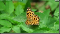 20140704_124813_100_YuanTongSih