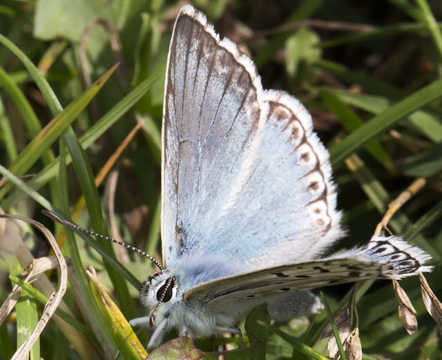 Chalkhill Blue, Polyommatus coridon.  Hutchinson's Bank, 29 July 2015.