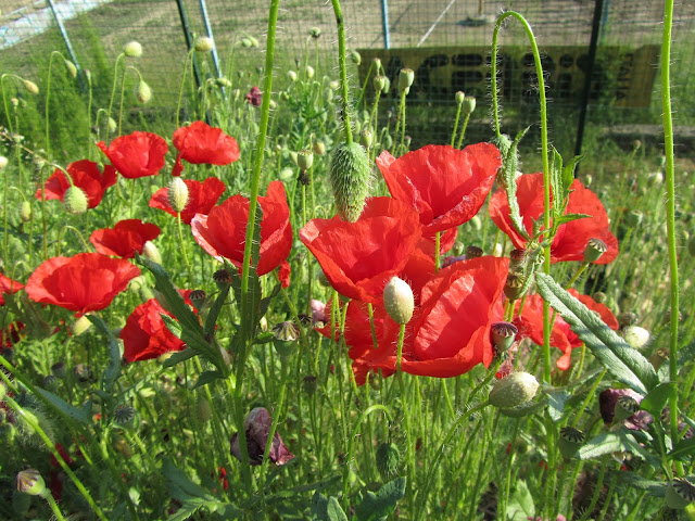 Papaver rhoeas flowers