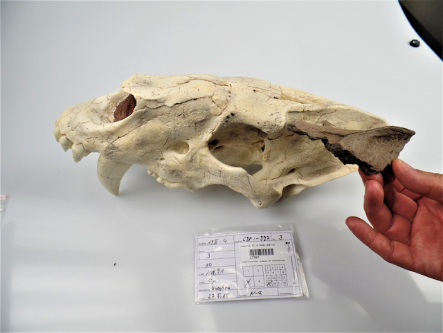 Almost complete skull of saber-toothed cat discovered in Schöningen 