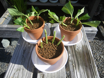 アジサイ 紫陽花 の挿し木を成功させるためのポイント メダカの大工