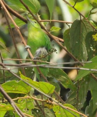 Lesser Green Leafbird (Chloropsis cyanopogon)