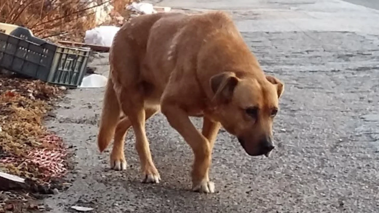 Un cane randagio