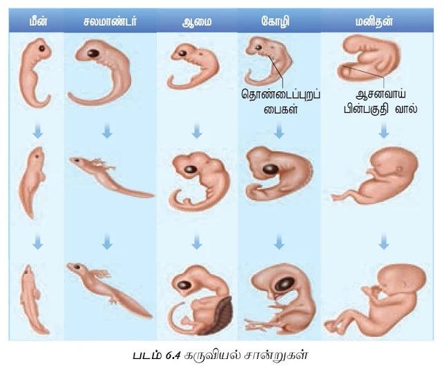  CLASS 12 ZOOLOGY TAMIL MEDIUM TEXT MATERIALS பாடம் 6 பரிணாமம் - CHAPTER 6 EVOLUTION 