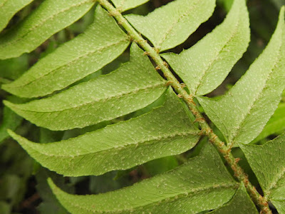 Pinnae of Scale-stem Cyrtomidictyum (lower surface)