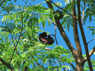 Guanacaste tree