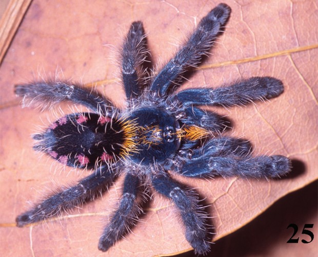 novas especies de animais, tarantula