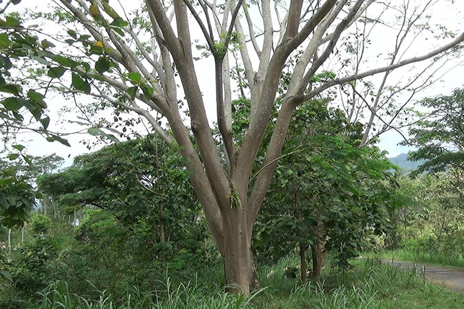 Dlium Elephant ear tree (Enterolobium cyclocarpum)