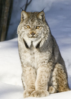 Lince del Canada