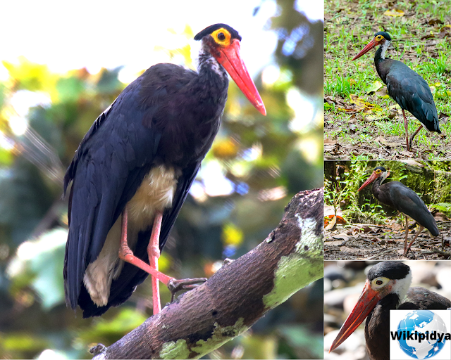 How Many Species Of Storks? The part two , The Milky Stork, African openbill, Jabiru, Oriental stork, Woolley-necked stork, Abdim’s Stork, The Maguari stork, The Lesser Adjutant, Storm’s Stork, andThe Shoebill