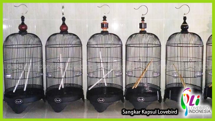 Ternak Lovebird  Dengan Kandang  Kapsul Tentang Kolam 