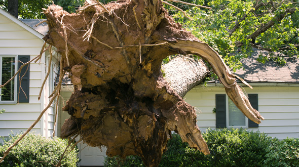 Large tree toppled onto home after root failure