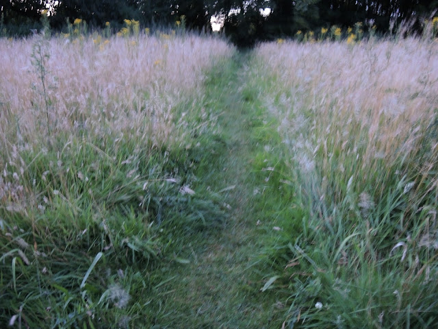 In het park: vuurvliegjes, of toch niet?