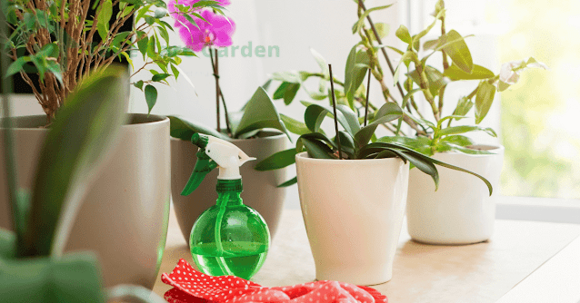 How-to-Care-for-Plants-at-Home-Essential-Tips-for-a-Healthy-Indoor-Garden