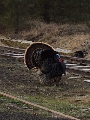 Wild Turkeys