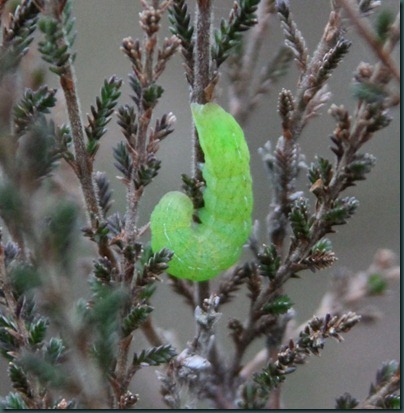 30 angle shades-caterpillar