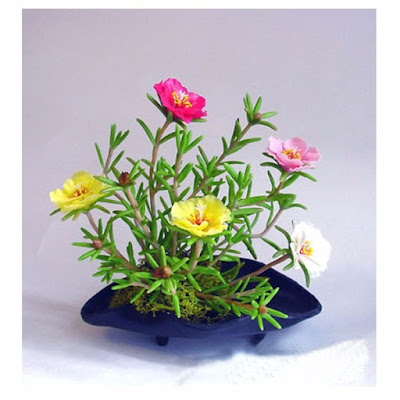 Existem duas variações comercializadas da onze-horas (Portulaca grandiflora); a comum e a dobrada. Comuns são as tem apenas uma fileira de pétalas, e dobras são as que apresentam sobreposições de pétalas, chegando a se assemelhar às rosas. 