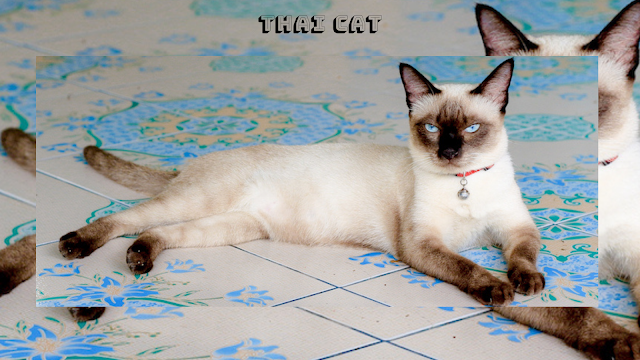Thai Cat